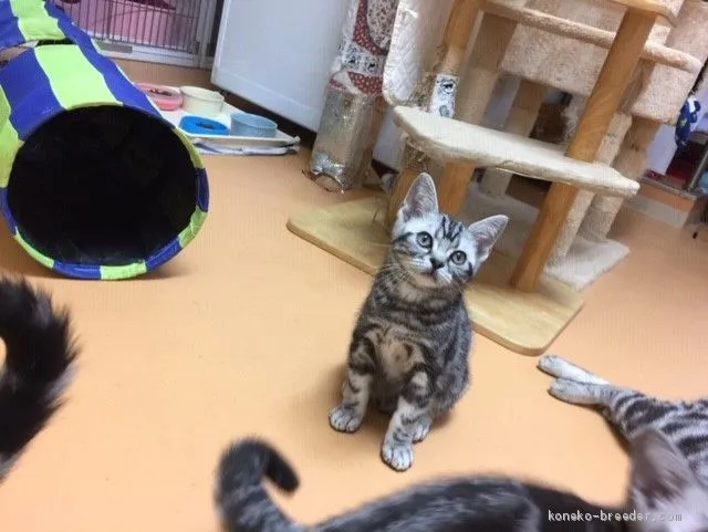 ID:1903-01780の子猫