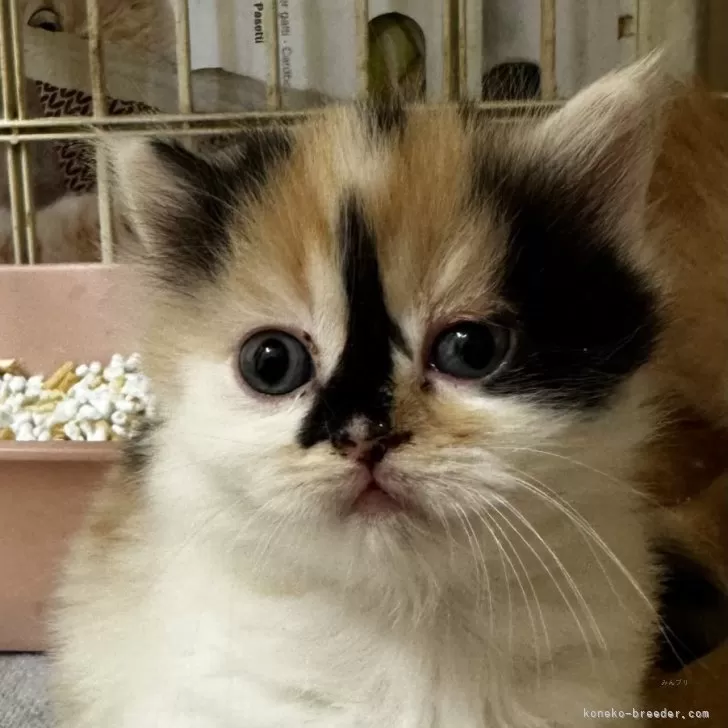 ID:2405-02326の子猫