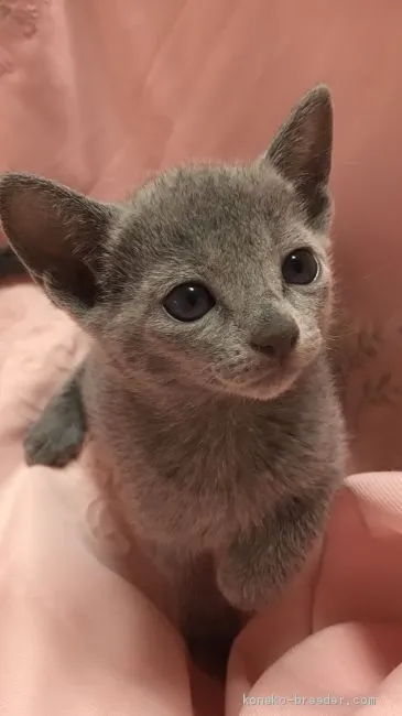 ID:2006-00249の子猫
