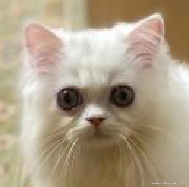 ID：2206-03345の子猫