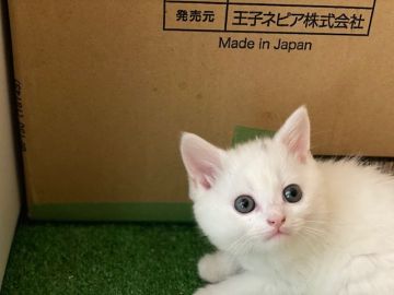 マンチカン(長足)【東京都・男の子・2021年3月21日・ホワイト（ショートヘアー）】の写真「真っ白なまん丸お顔の優しい男の子」