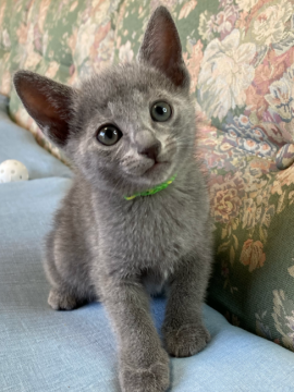 ロシアンブルー【東京都・男の子・2021年4月14日・ブルー】の写真「甘えん坊です。ママはCFA チャンピオンです。」