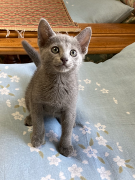 ロシアンブルー【東京都・男の子・2021年4月14日・ブルー】の写真「元気いっぱい！」