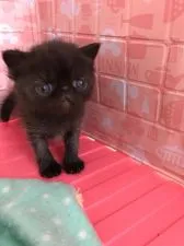 エキゾチックショートヘア【東京都・女の子・2019年5月16日・ブラック】の写真3「お目目クリクリです」