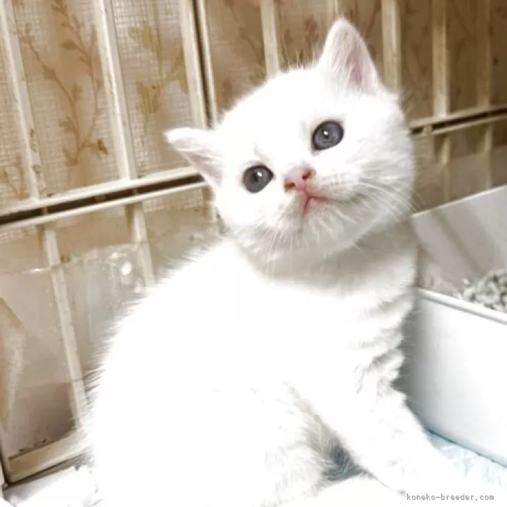 R.H 様のお迎えした子猫