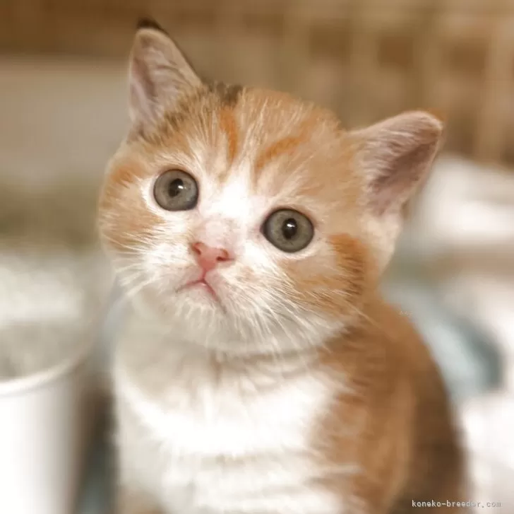 ID：2508-00384の子猫