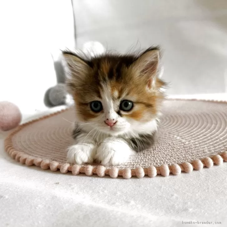 ID：2505-03470の子猫