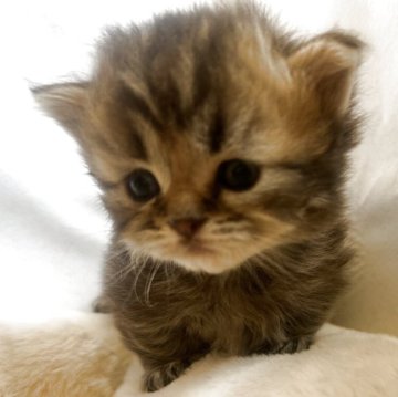 ミヌエット【沖縄県・男の子・2025年10月30日・ブラウンタビー】の写真「12月25日からお迎え可能😊」