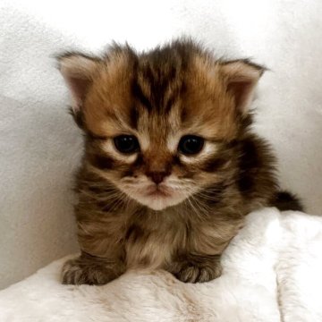 ミヌエット【沖縄県・女の子・2025年10月30日・ブラウンタビー】の写真「12月25日からお迎え可能😊」