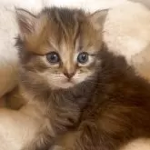 ミヌエット(長足)