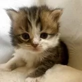 ミヌエット(長足)