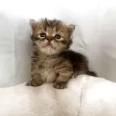 ミヌエット(短足)【沖縄県・女の子・2025年10月30日・ブラウンタビー】の写真3