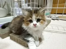 ミヌエット(短足)【沖縄県・女の子・2025年4月7日・パッチドタビー&ホワイト】の写真5