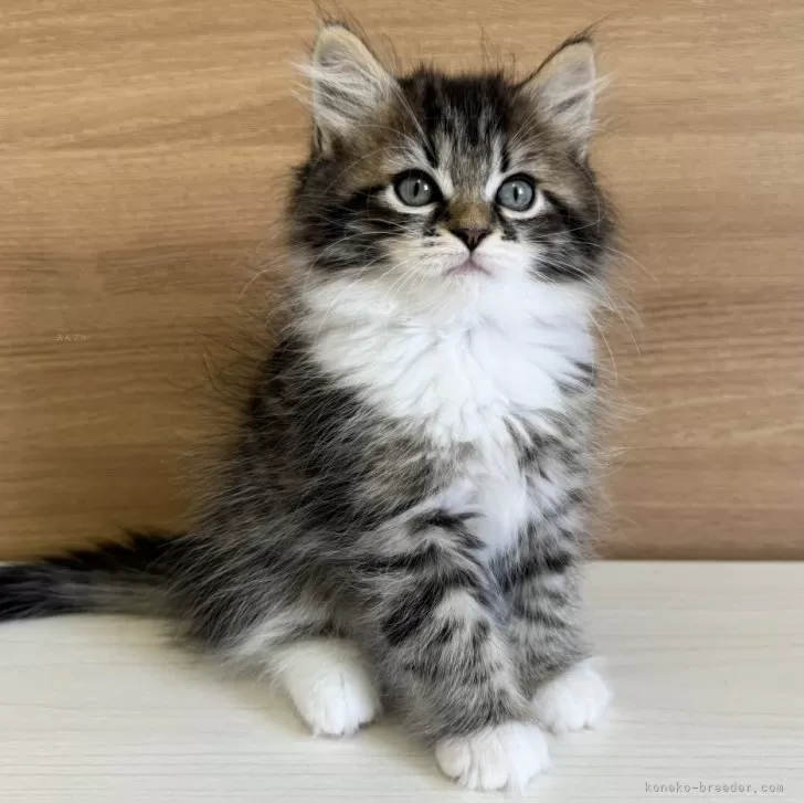 ID:2405-03470の子猫
