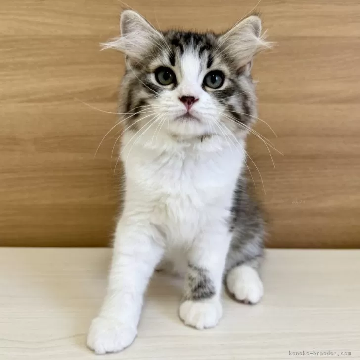 ID：2405-00745の子猫