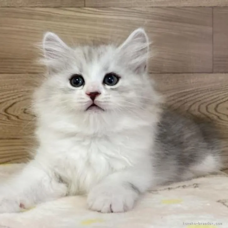 ID：2211-00420の子猫