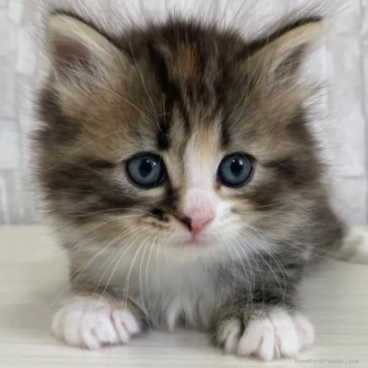 ID:2303-00806の子猫