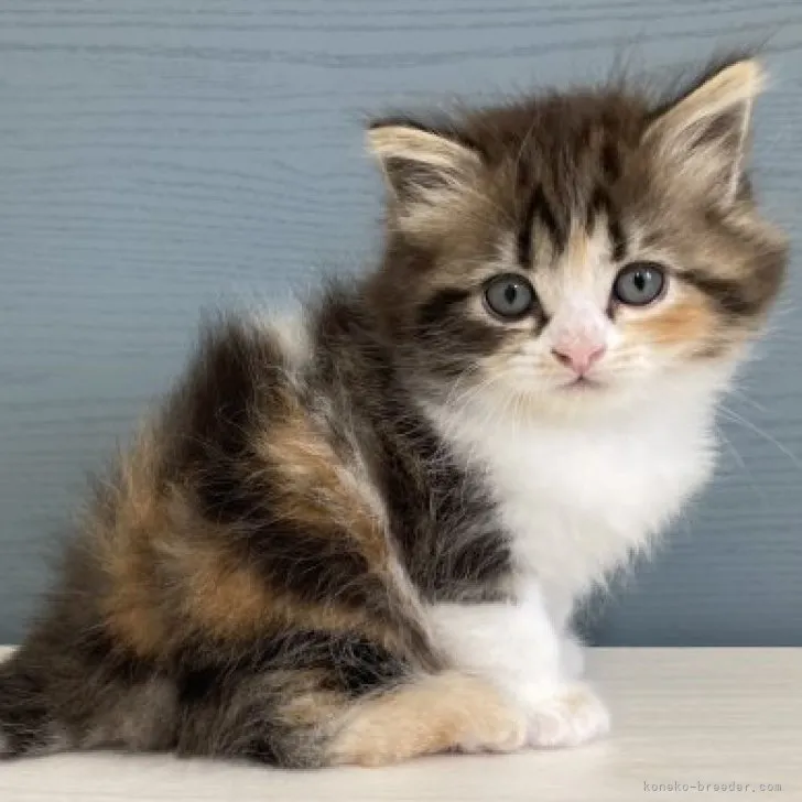 ID:2303-00812の子猫