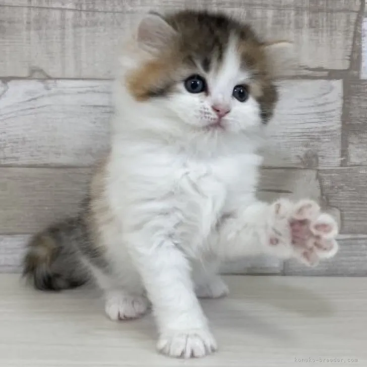 ID:2304-00722の子猫
