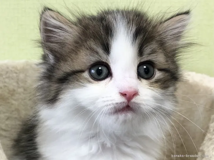 ID:2202-00668の子猫