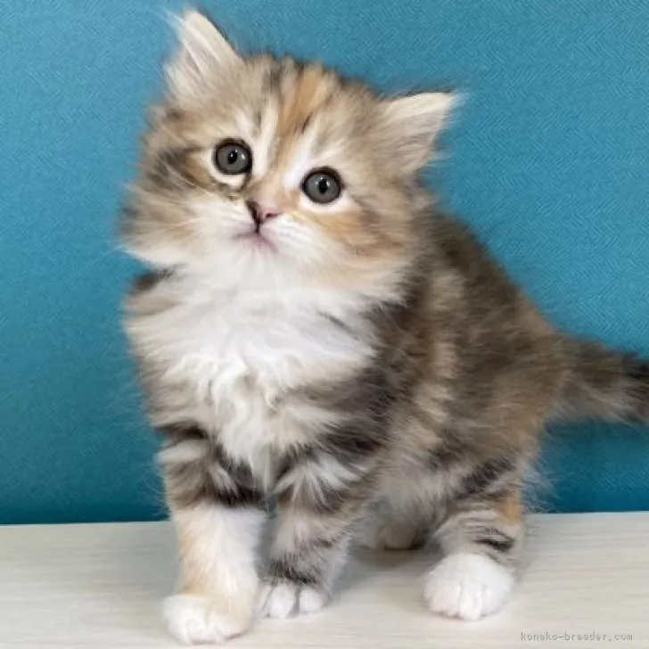 ID：2304-00725の子猫