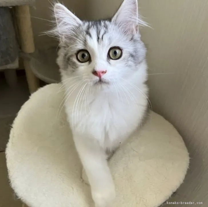 ID:2309-00432の子猫