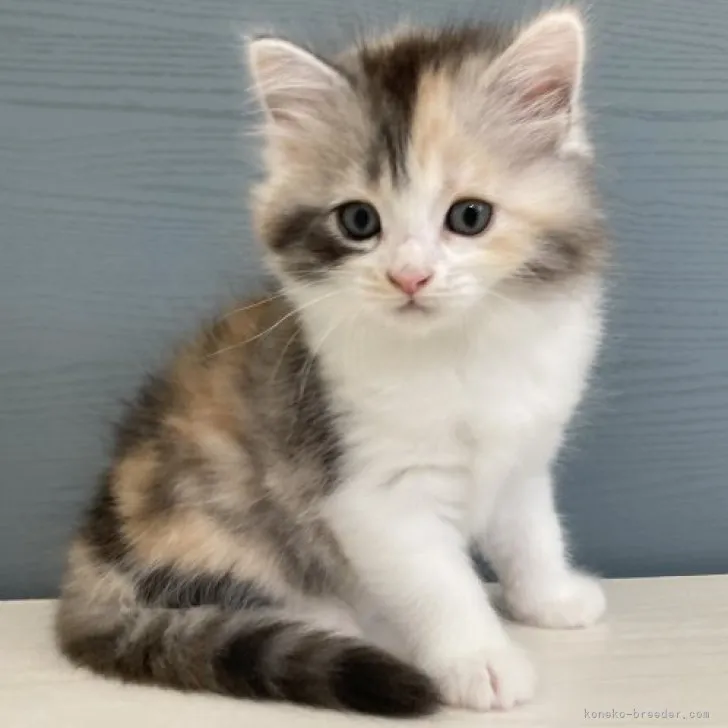 ID：2303-00809の子猫