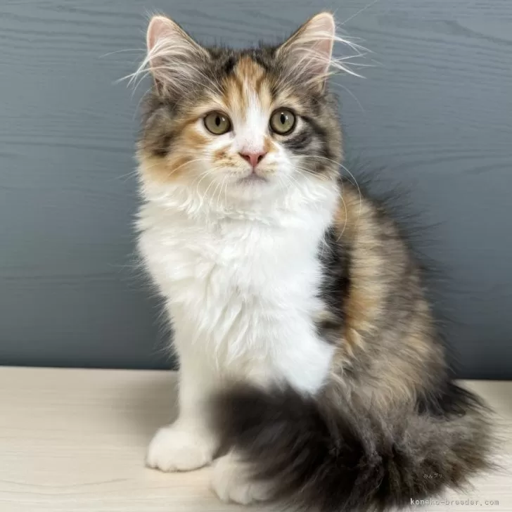 ID:2405-03473の子猫