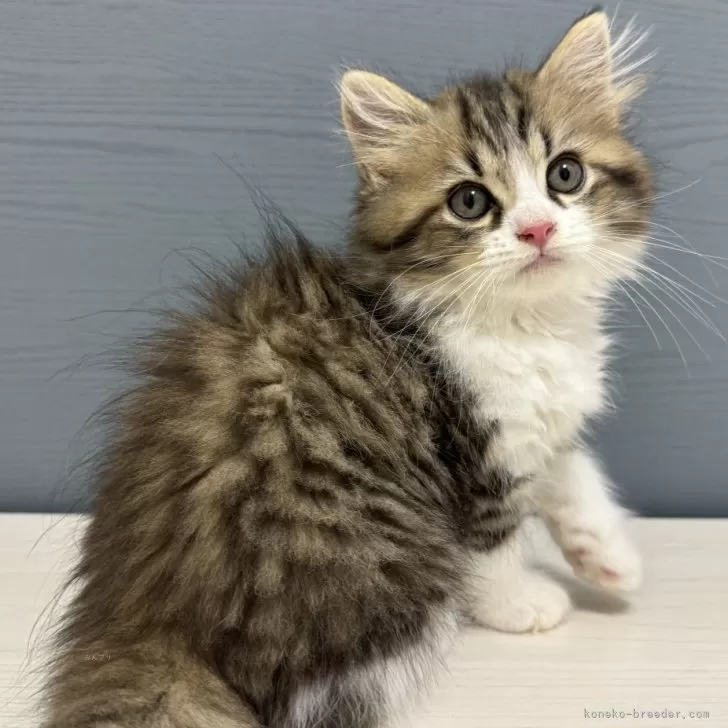 ID：2407-00039の子猫