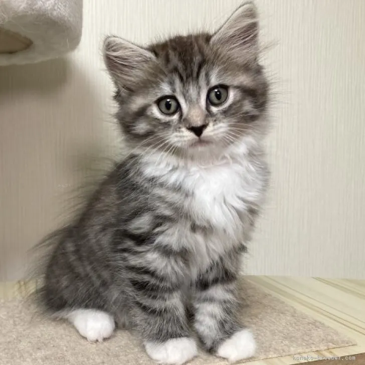 ID：2309-02063の子猫