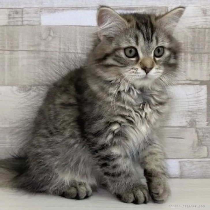 ID：2302-01095の子猫