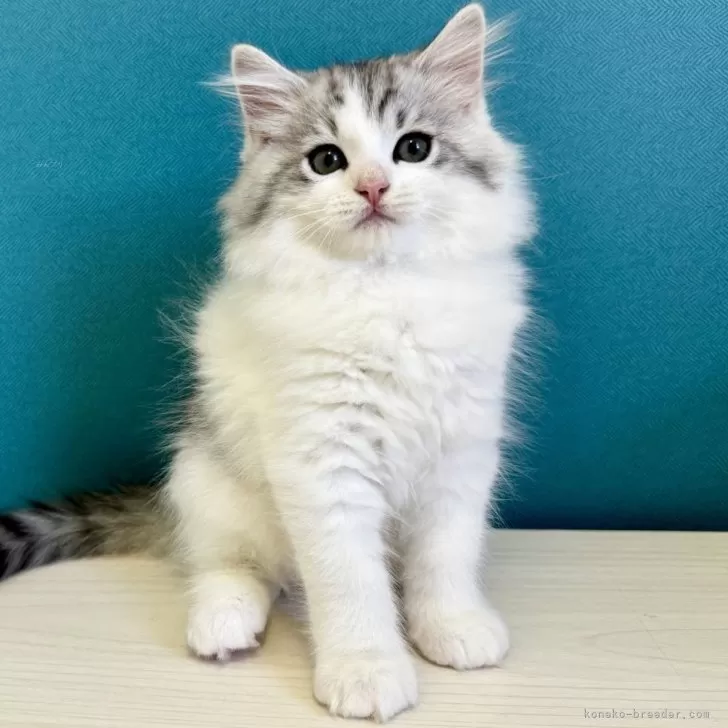 ID:2405-03468の子猫