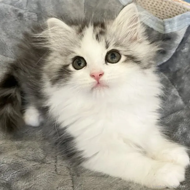 ID：2310-01396の子猫