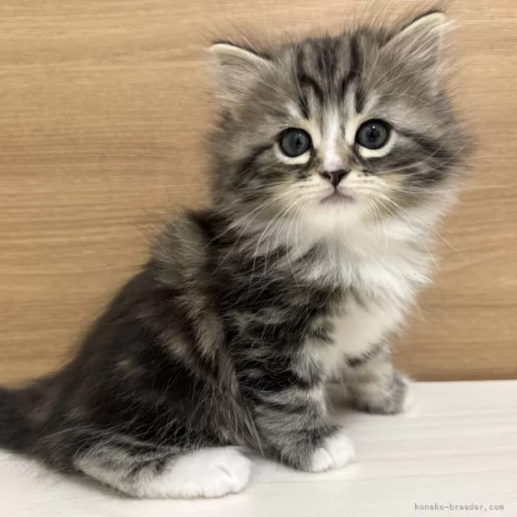 ID：2402-01629の子猫