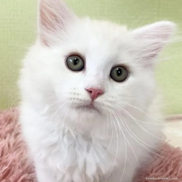 ID:2207-01484の子猫