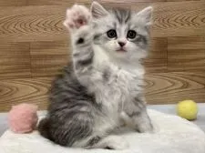 サイベリアン【千葉県・男の子・2021年11月23日・シルバータビー&ホワイト】の写真2