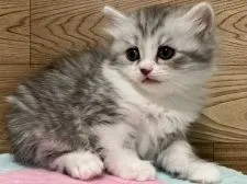 サイベリアン【千葉県・男の子・2021年11月23日・シルバータビー&ホワイト】の写真4