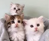 サイベリアン【千葉県・男の子・2022年5月30日・クリーム】の写真4