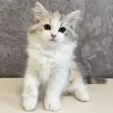 サイベリアン【千葉県・女の子・2025年2月5日・ブラウンパッチドタビー&ホワイト】の写真3