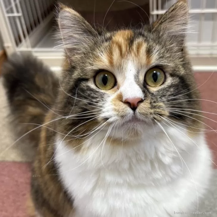 N.Y 様のお迎えした子猫