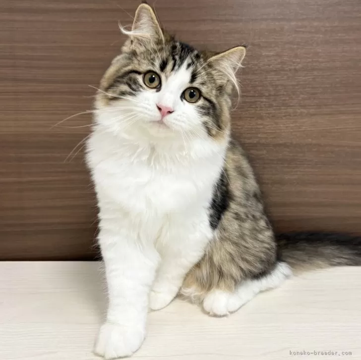 ID:2505-01455の子猫