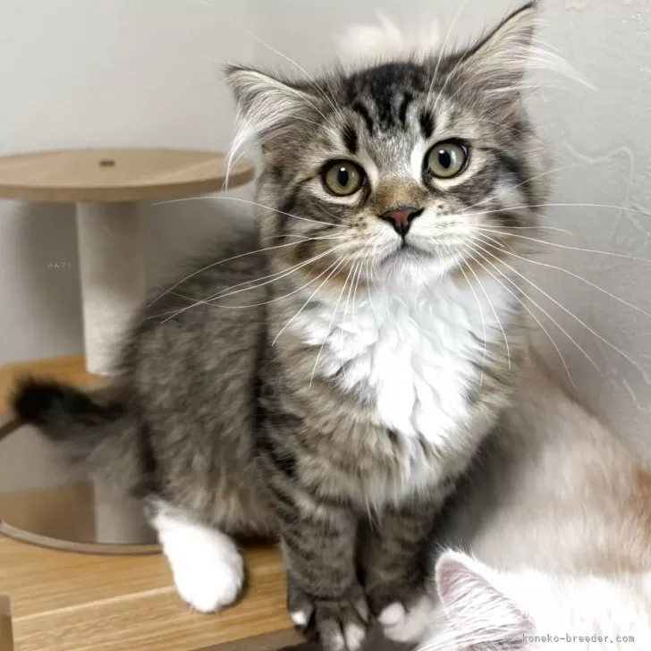 ID：2502-01908の子猫