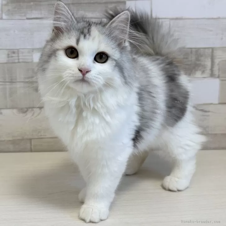 ちびねこページ しろさんとちびねこ | エリシャ・クーパー, 椎名 かおる |本