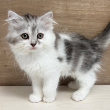 サイベリアン【千葉県・男の子・2025年1月1日・シルバータビー&ホワイト】の写真「見学と同日お迎え可能です⭐︎」