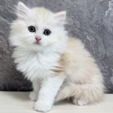 サイベリアン【千葉県・男の子・2025年1月7日・クリームタビー&ホワイト】の写真「2/7 更新致しました⭐︎」