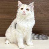 サイベリアン