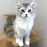 サイベリアン