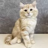 サイベリアン