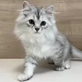 サイベリアン