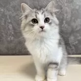 サイベリアン